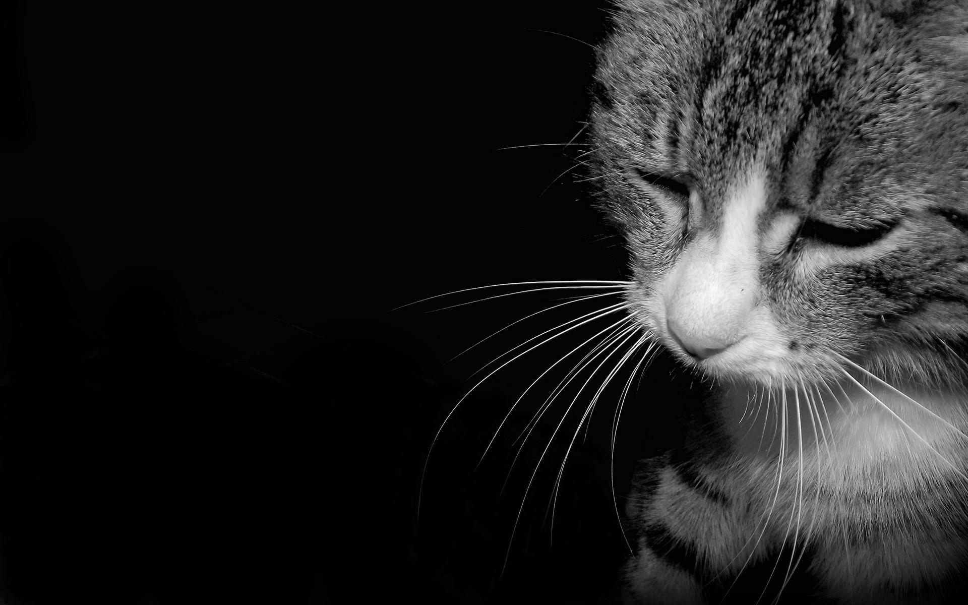 1920x1200 black and white cats sad mustache tired 1920x1200 wallpaper High Quality Wallpaper, High Definition Wallpaper