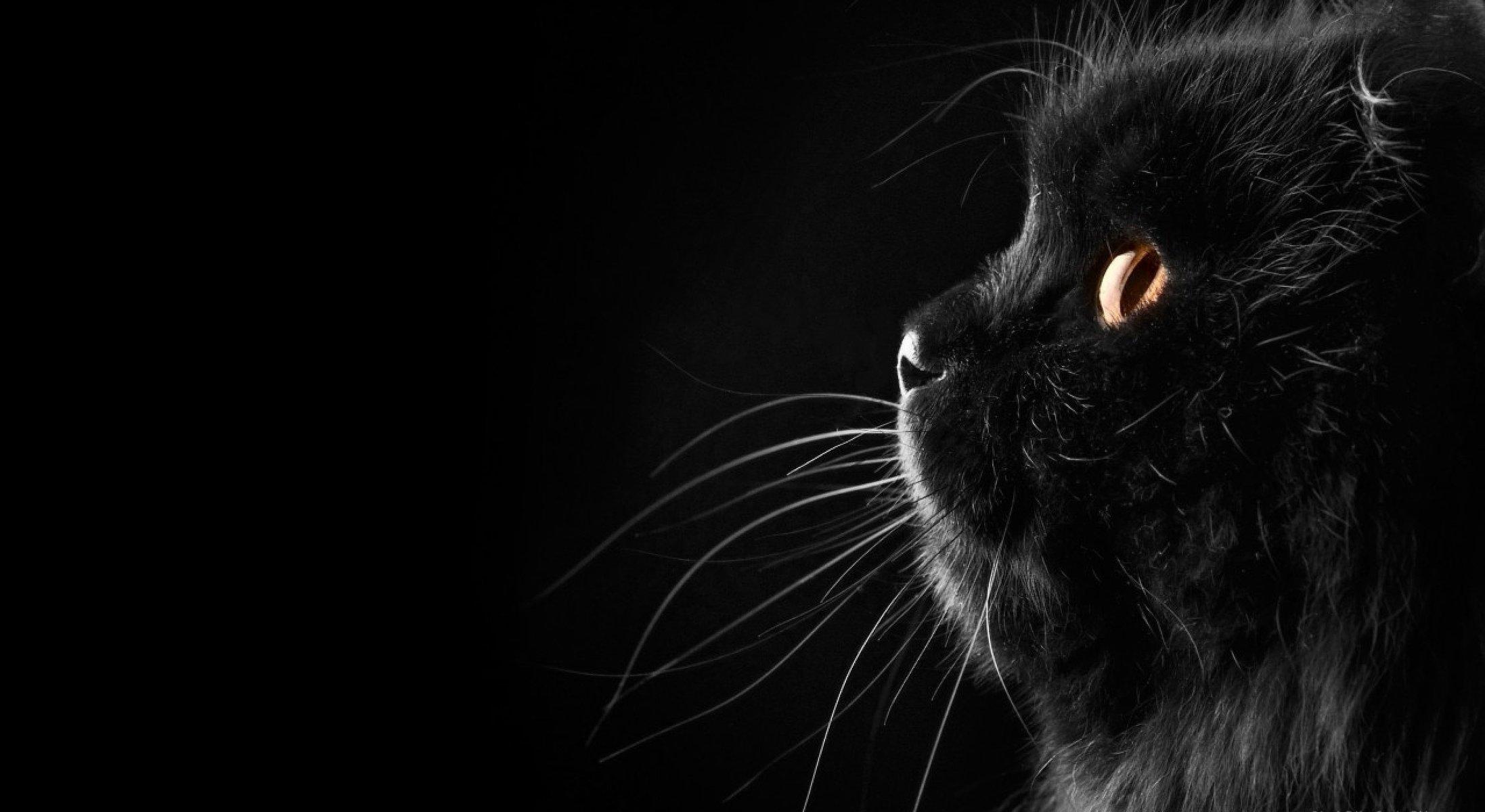 2194x1200 black background cat mustache HD wallpaper