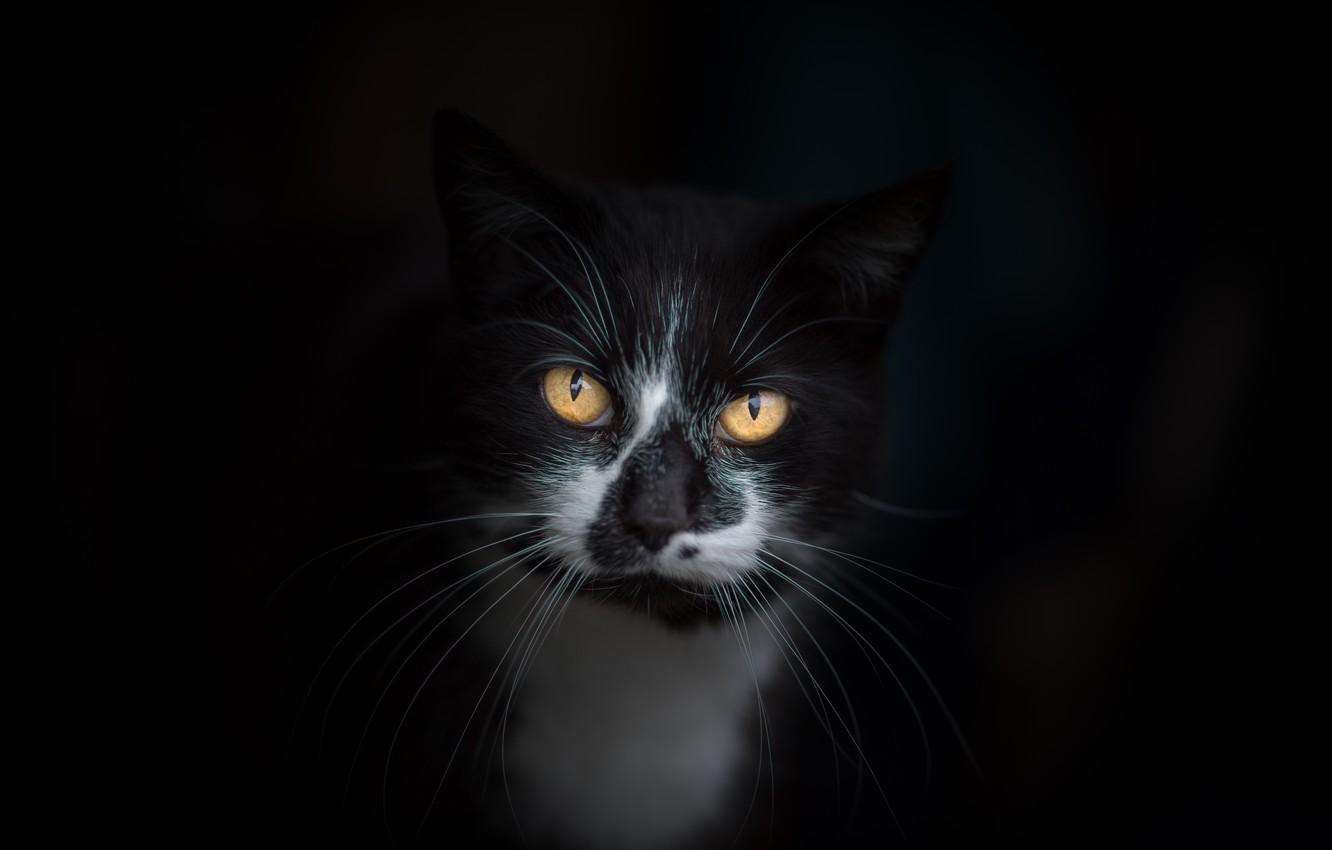 1332x850 Wallpaper cat, eyes, cat, mustache, look, face, the dark background, background, black and white, black, Tomcat, mordaha, Kote, yellow eyes, expressive, the impure force image for desktop, section кошки