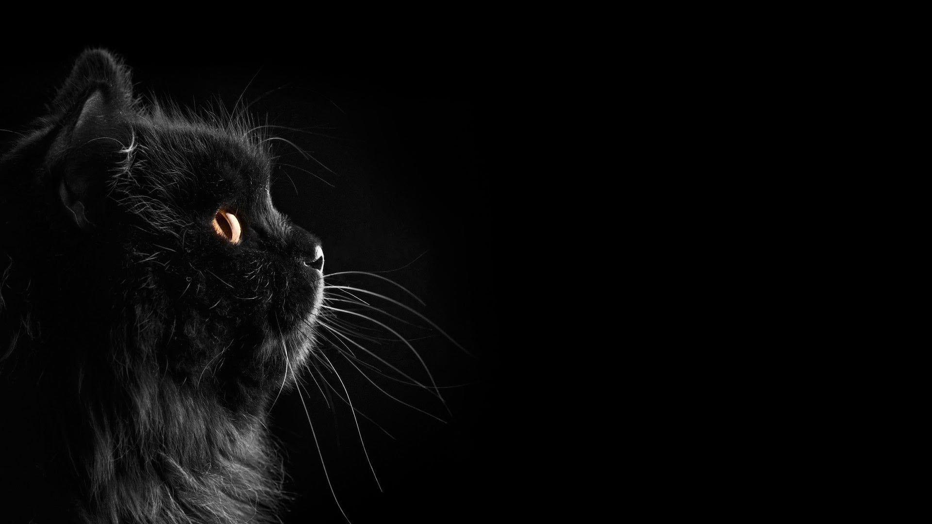 1920x1080 Black Cat Image HD Wallpaper