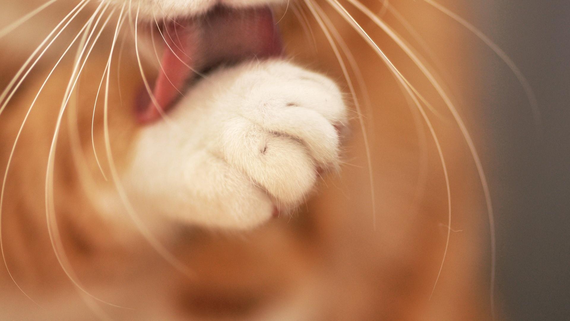 1920x1080 1920x1080 blurring, washing, cat, mustache, cat, paw, kote, tongue