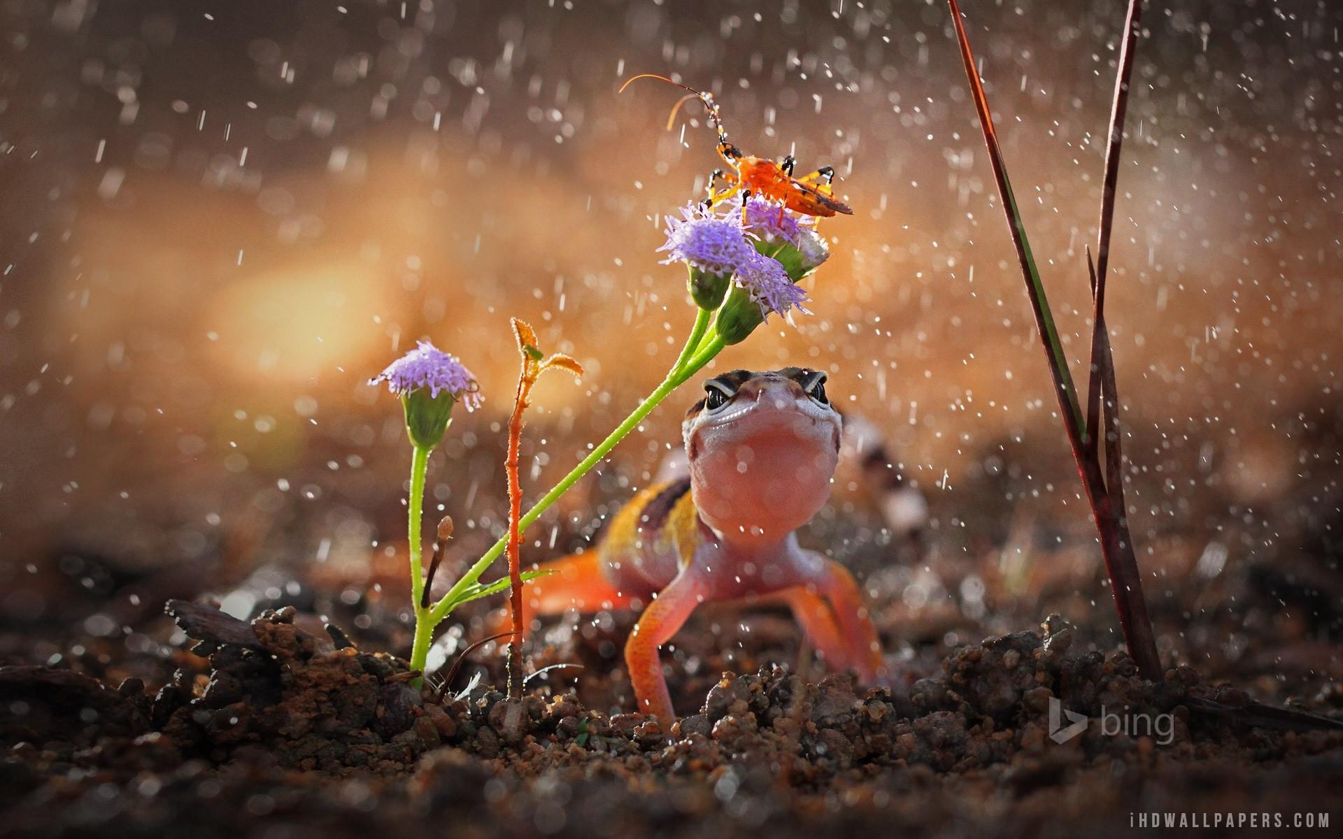 1920x1200 Rainy Day Wallpaper Image