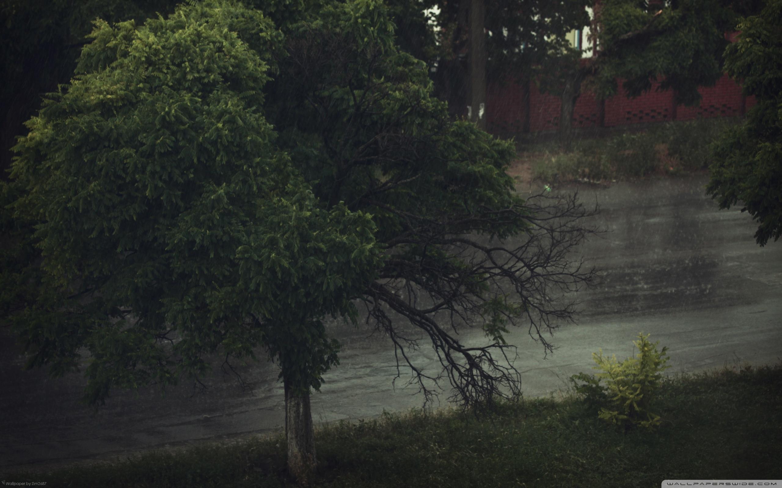 2560x1600 Rainy Day Background