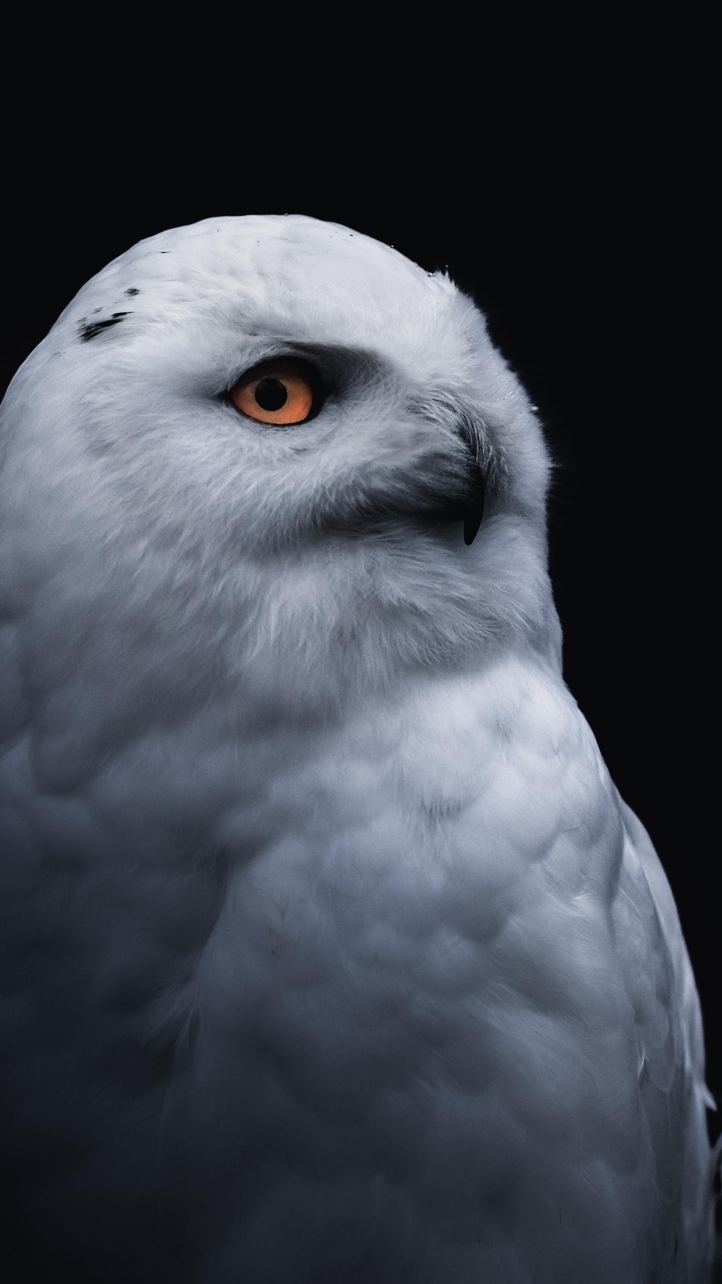 1440x2560 Download 1440x2560 wallpaper yellow eye bird, white owl, qhd samsung galaxy s s edge, note, lg g 1440x2560 HD image, background, 24107