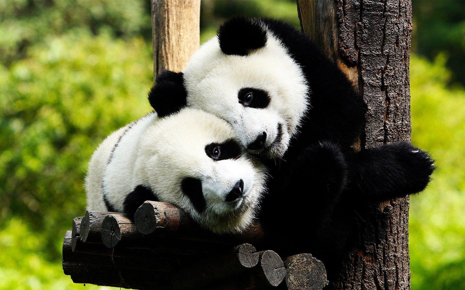 1920x1200 Panda Bear Wallpaper