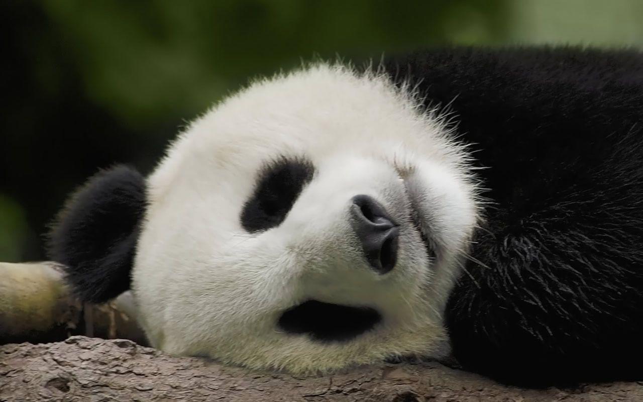 1280x800 Cute Panda. LEGO Message Boards