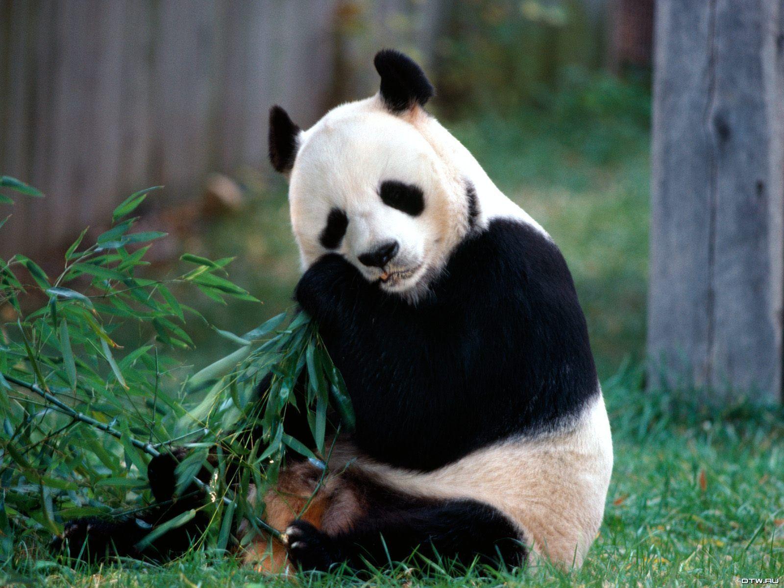 1600x1200 cute panda wallpaper