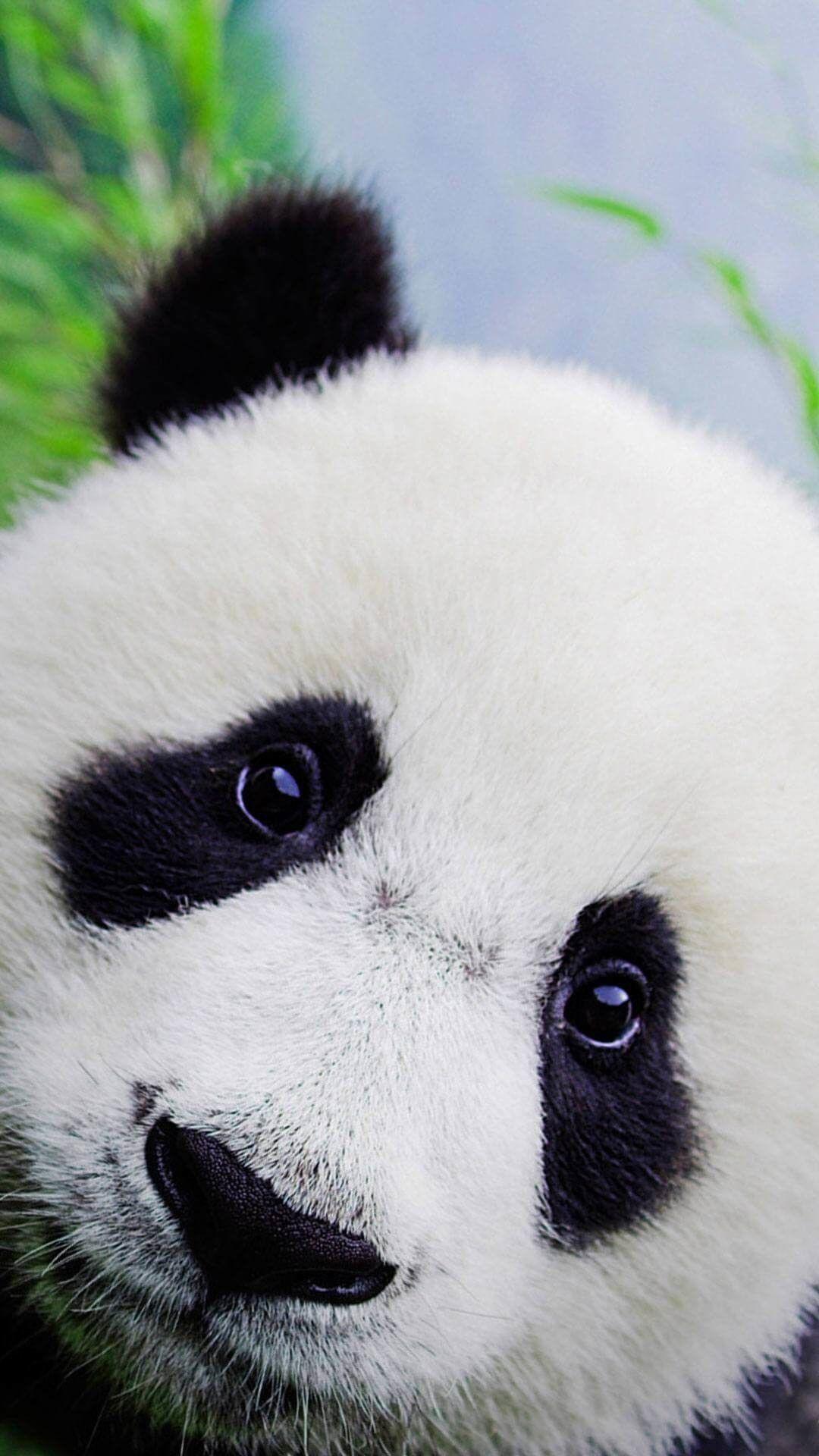 1080x1920 Baby Panda Wallpaper