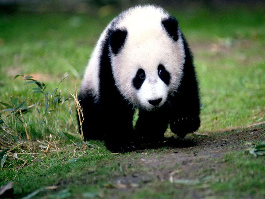 1024x768 Panda Wallpaper Panda Bears Photo