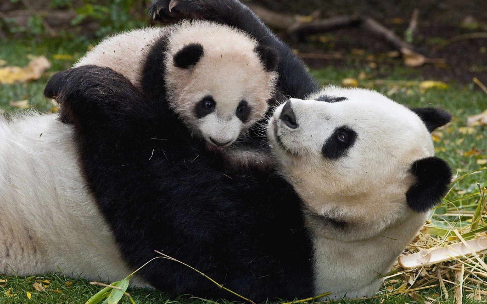 1600x1000 1600x1000px Cute Panda Desktop Wallpaper