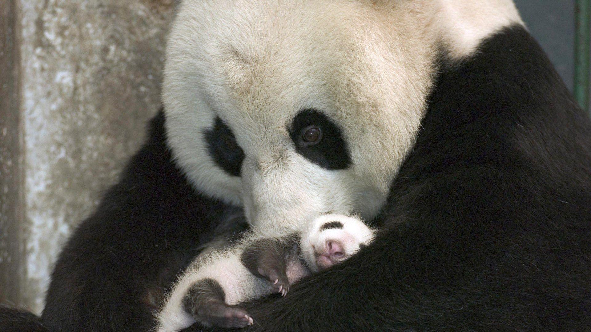 1920x1080 Baby Animals: Cute Baby Panda Pandas Bears Baer Spring Animals