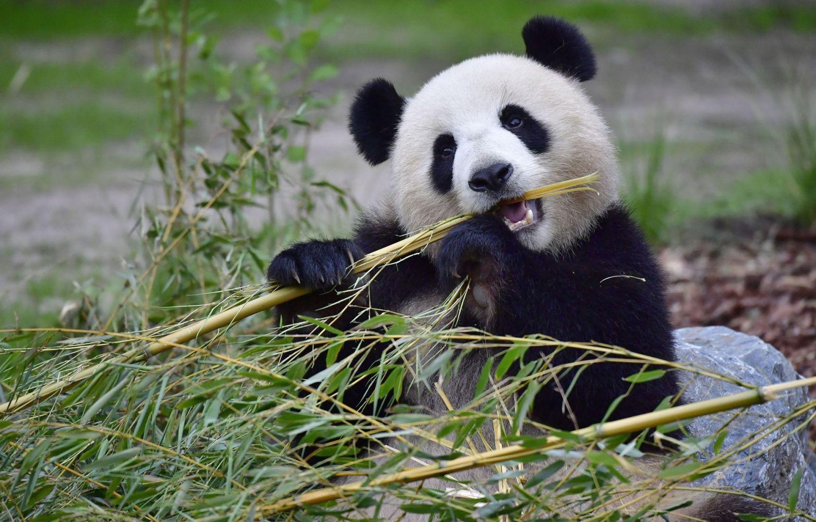 1656x1060 Cute Baby Panda Image HD Picture Collections And Facts