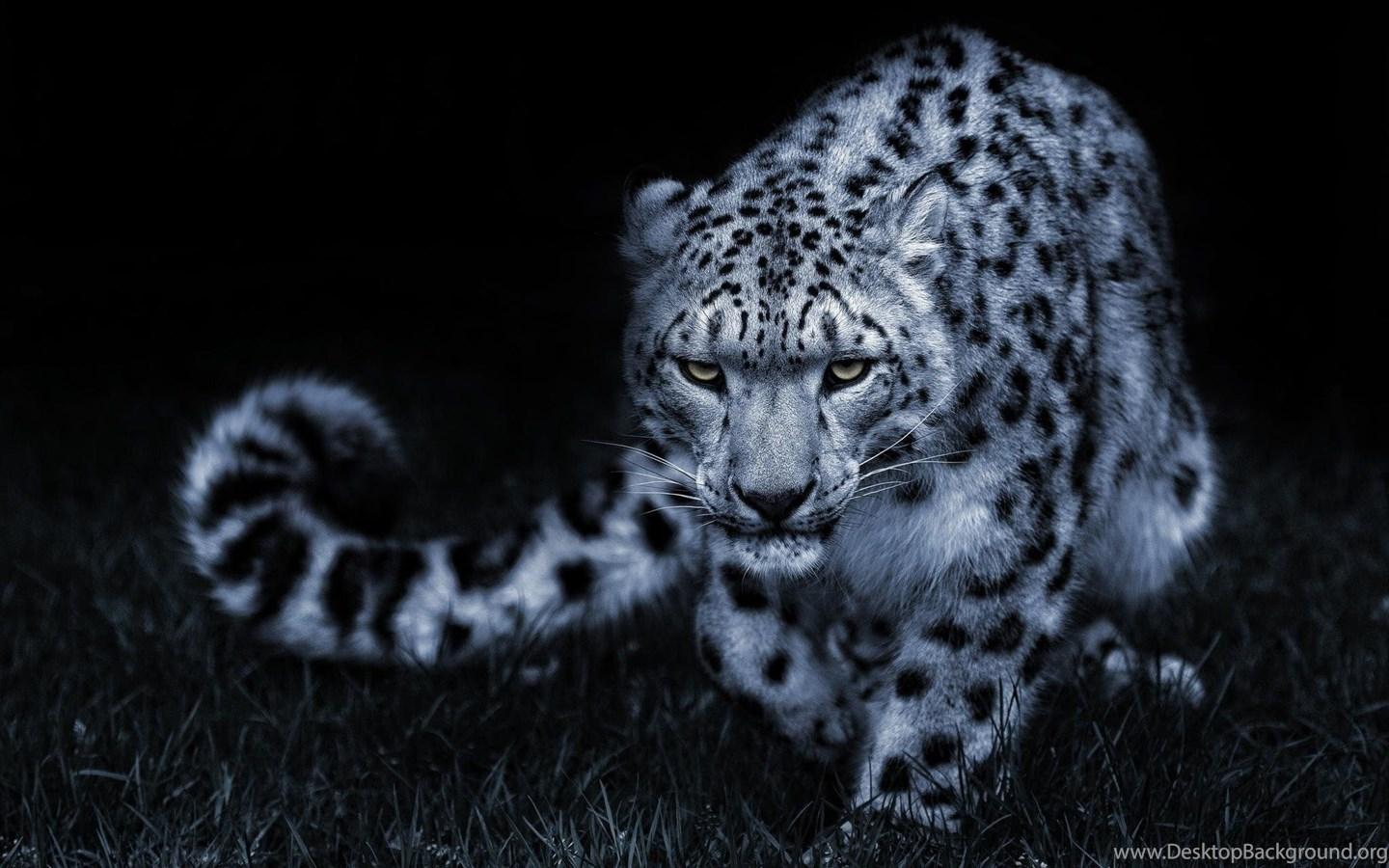 1440x900 Snow Leopard Desktop Wallpaper, Snow Leopard Background, New. Desktop Background