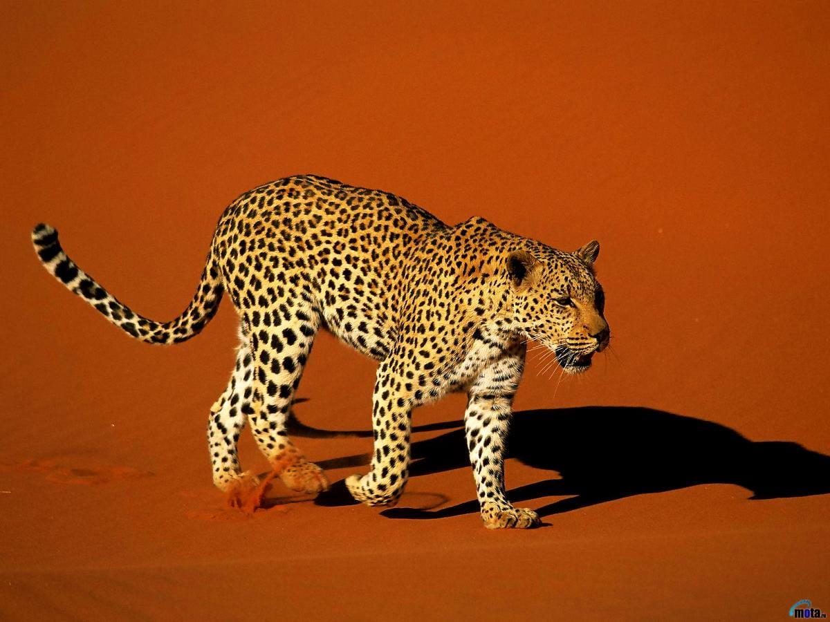 1200x900 Leopard wallpaper HD. Download Free background