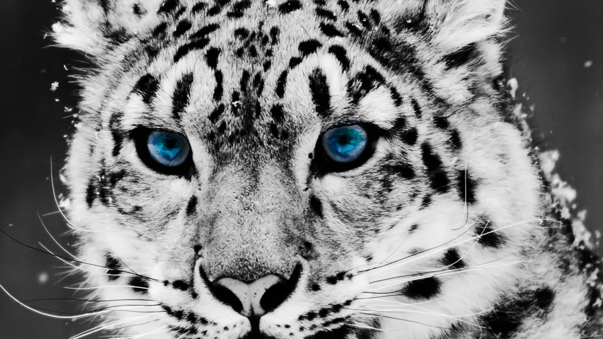 1920x1080 Cute White Leopard Leopard Fur Color