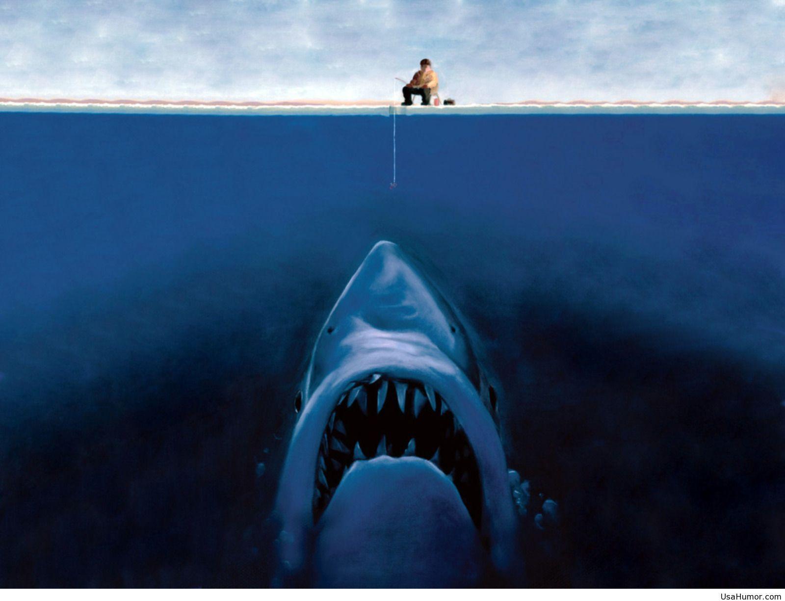 1600x1225 Funny shark wallpaper HD. Sharks funny, Funny wallpaper, Funny wallpaper