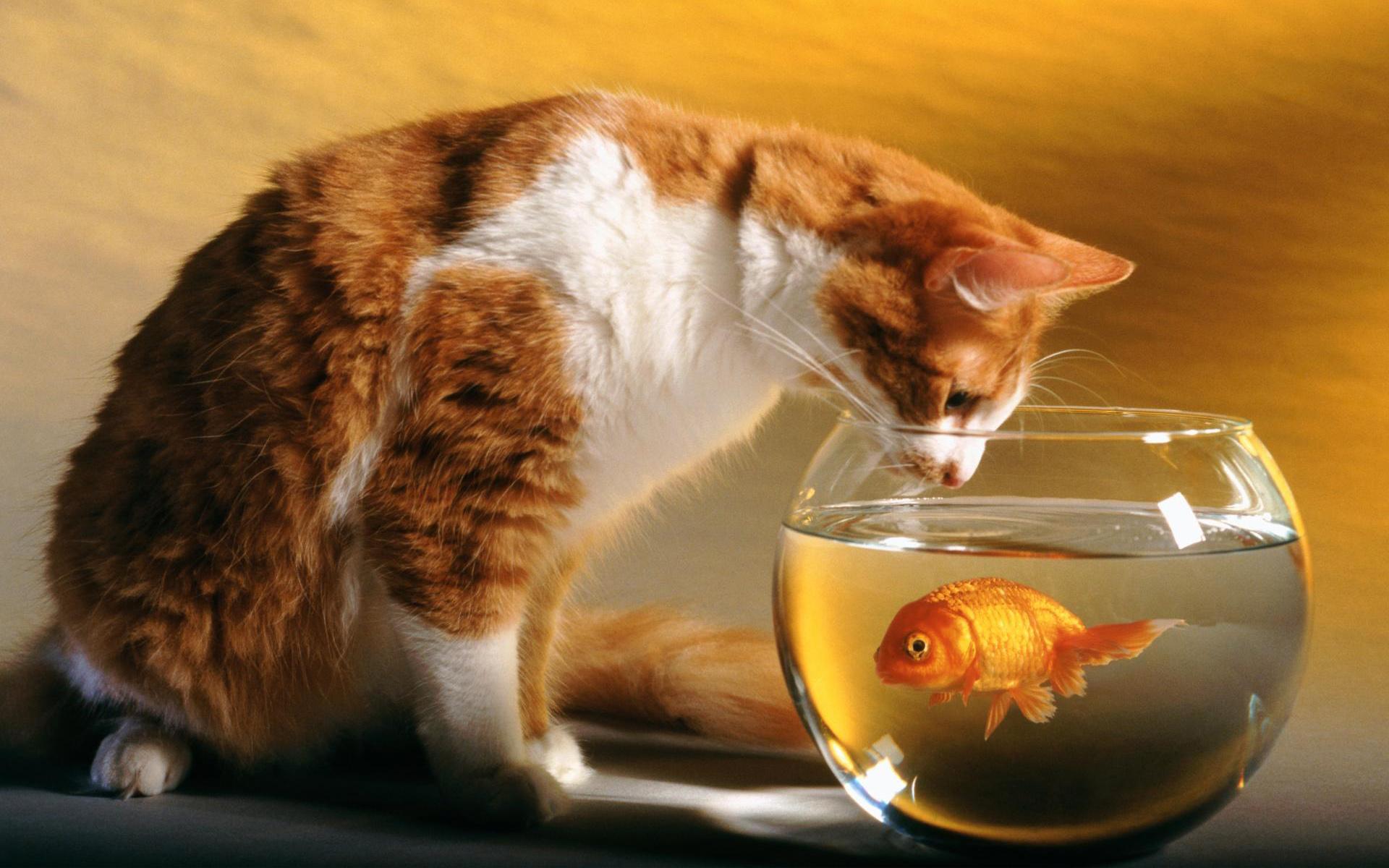1920x1200 cats, funny, goldfish, fish bowls wallpaper