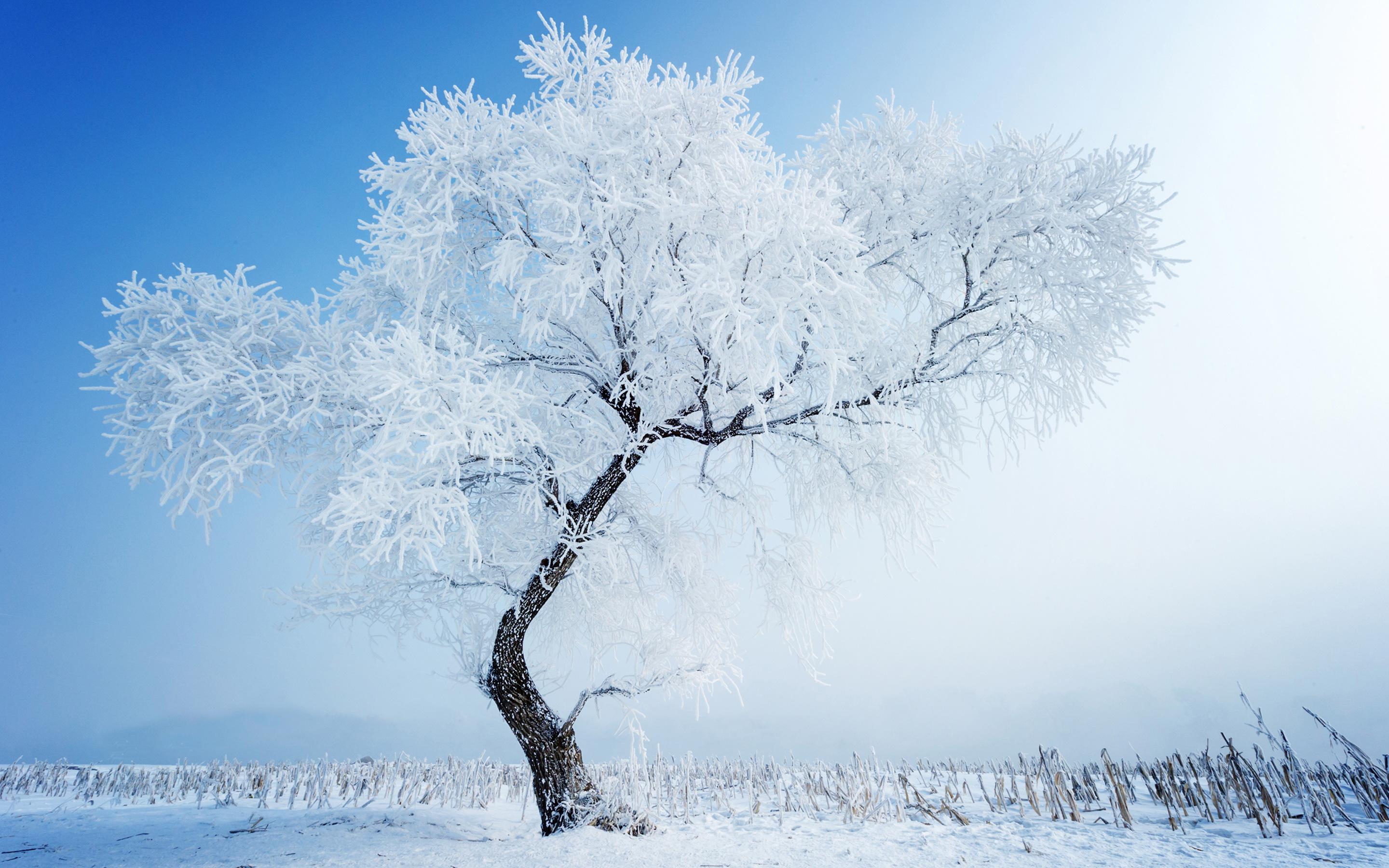 White Tree Snow Wallpapers - Top Free White Tree Snow Backgrounds