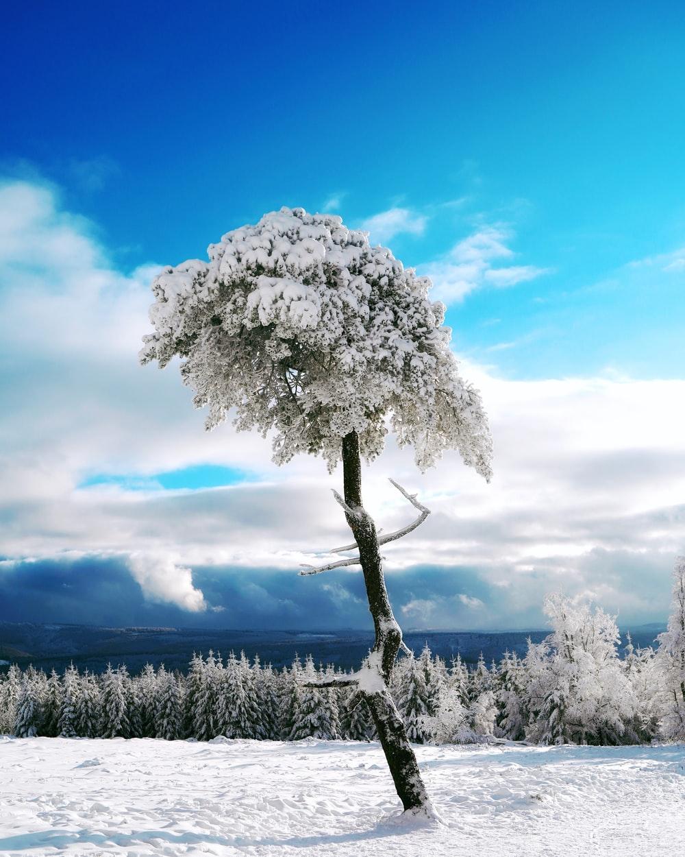 White Tree Snow Wallpapers Top Free White Tree Snow Backgrounds WallpaperAccess