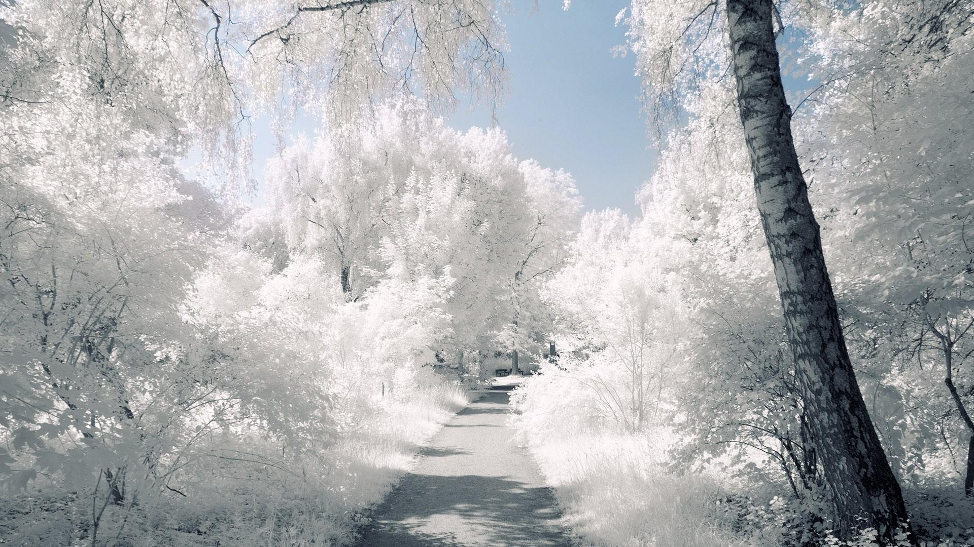 White Tree Snow Wallpapers Top Free White Tree Snow Backgrounds