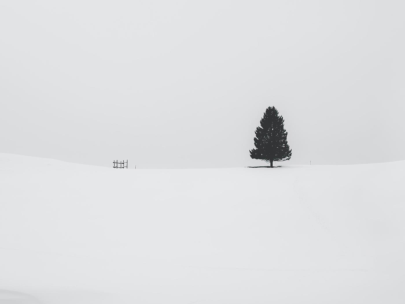 White Tree Snow Wallpapers Top Free White Tree Snow Backgrounds