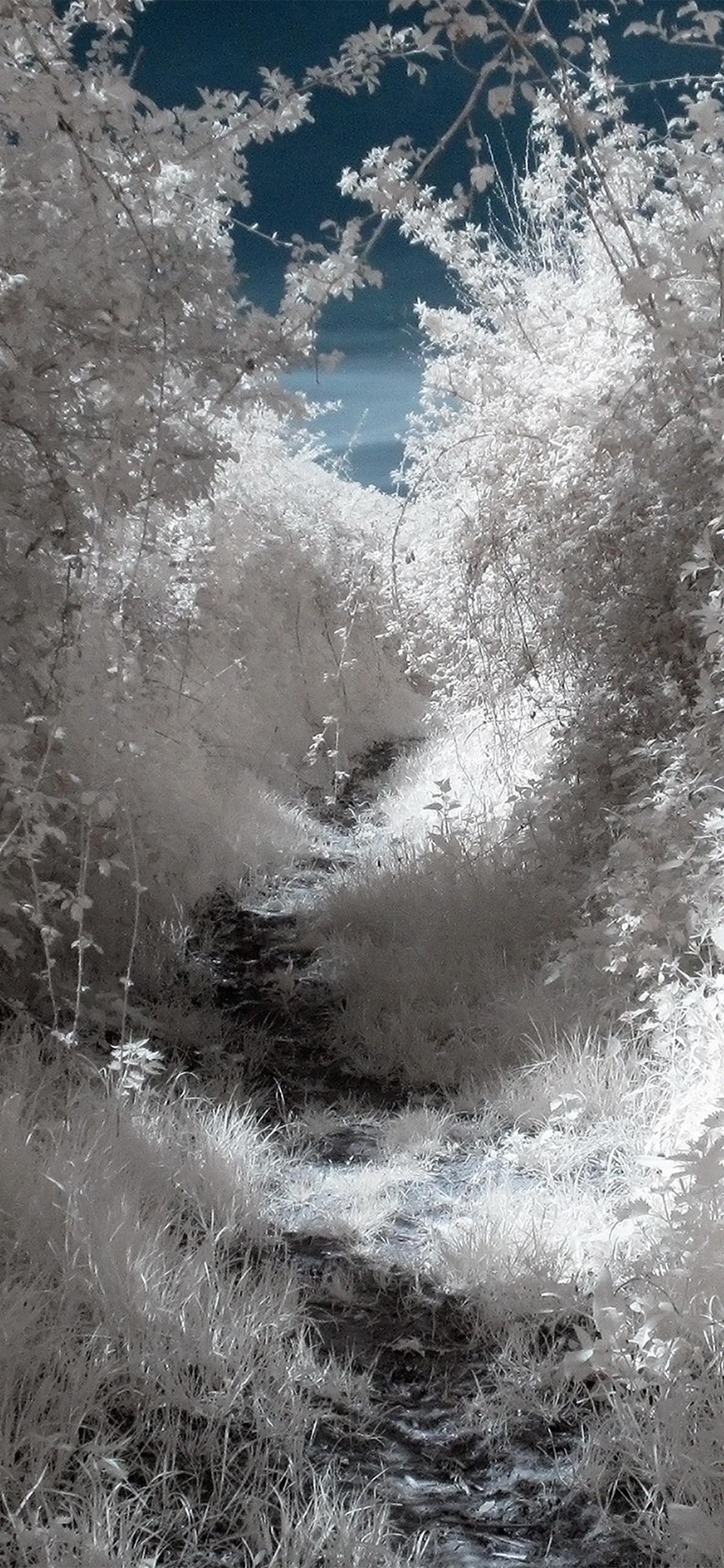 White Tree Snow Wallpapers Top Free White Tree Snow Backgrounds