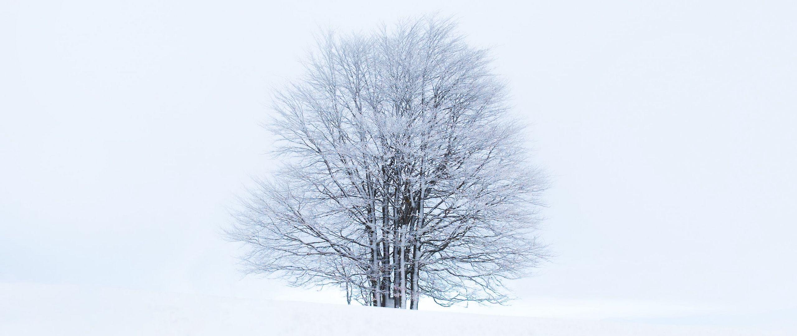 2560x1080 Download wallpaper 2560x1080 tree, snow, winter, minimalism, white dual wide 1080p HD background