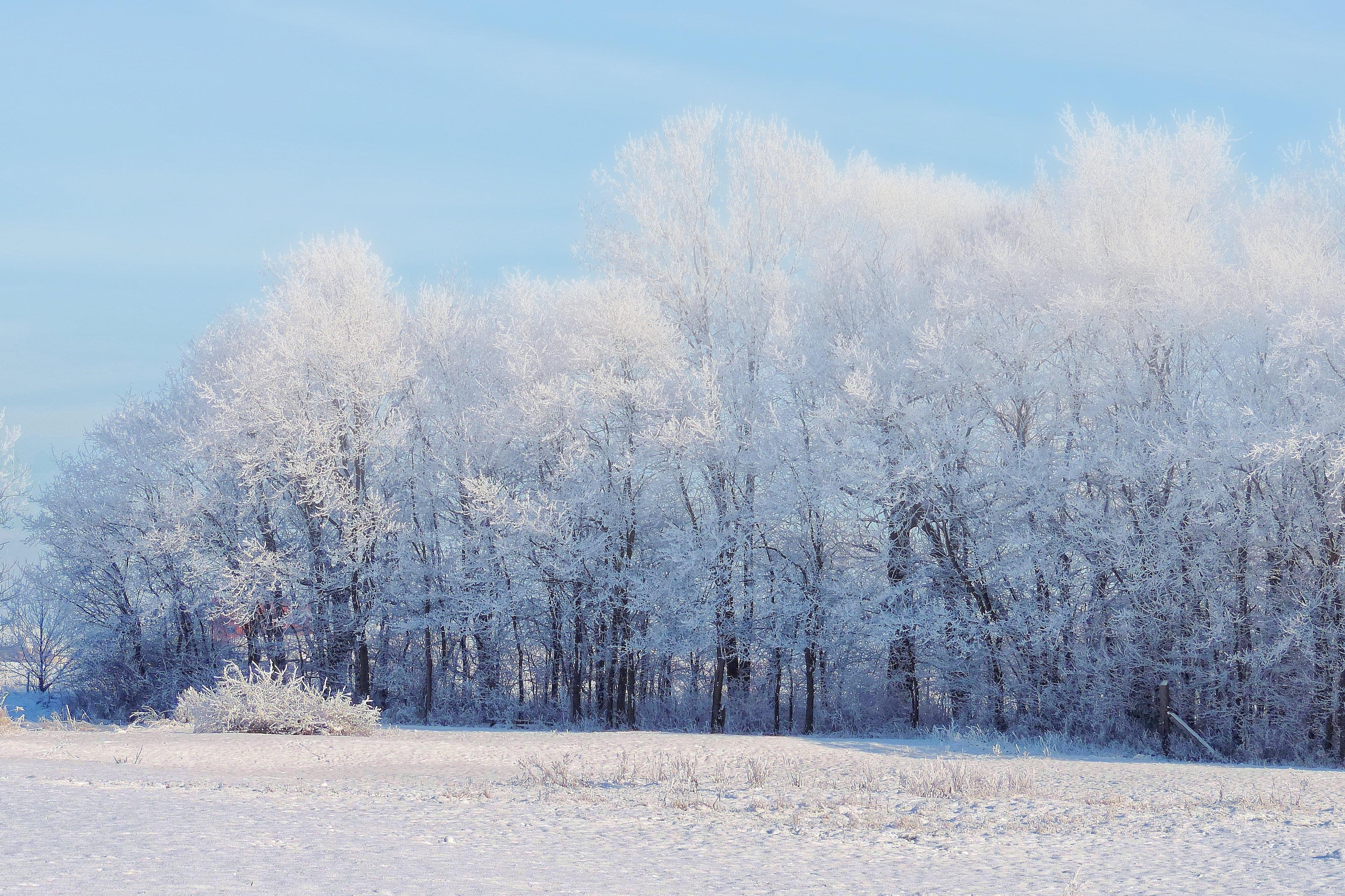 4272x2848 Wallpaper White Trees, Snow, Clean Sky, Plants, Winter:4272x2848