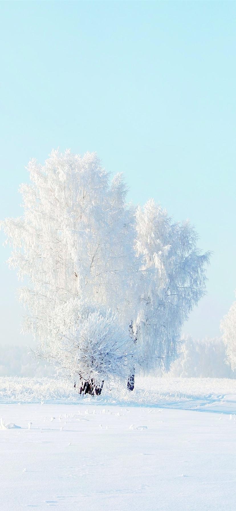 White Tree Snow Wallpapers Top Free White Tree Snow Backgrounds