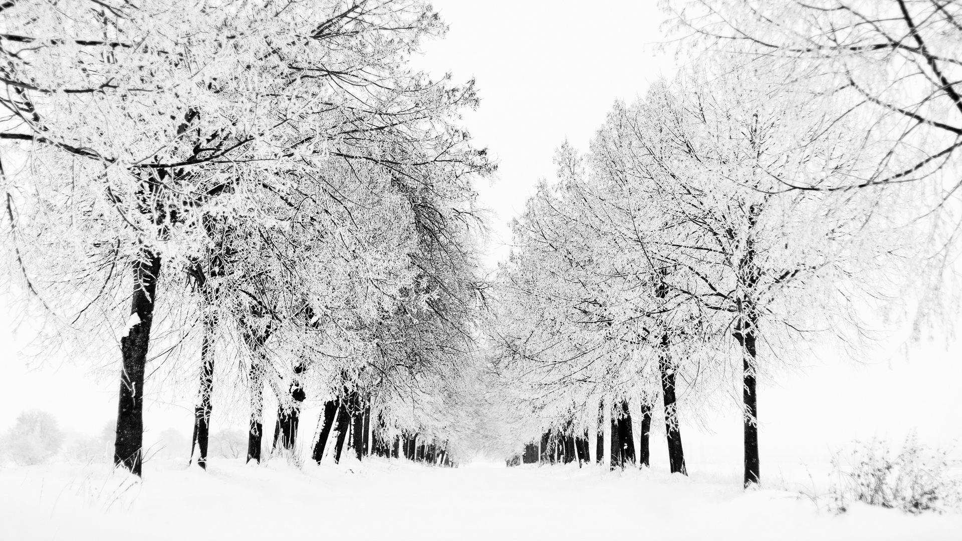 White Tree Snow Wallpapers Top Free White Tree Snow Backgrounds