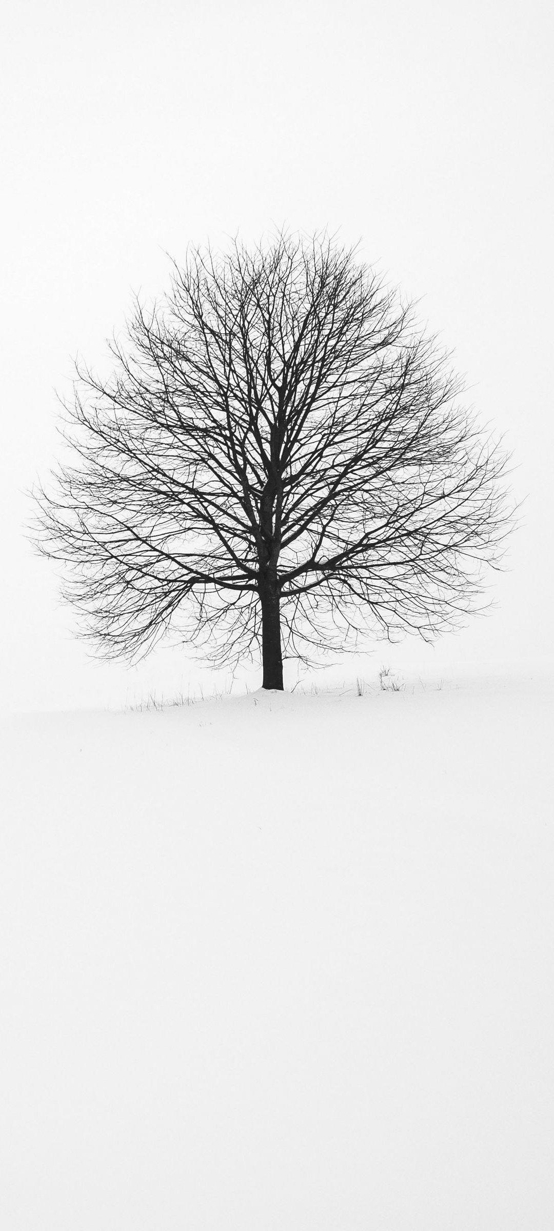 White Tree Snow Wallpapers Top Free White Tree Snow Backgrounds