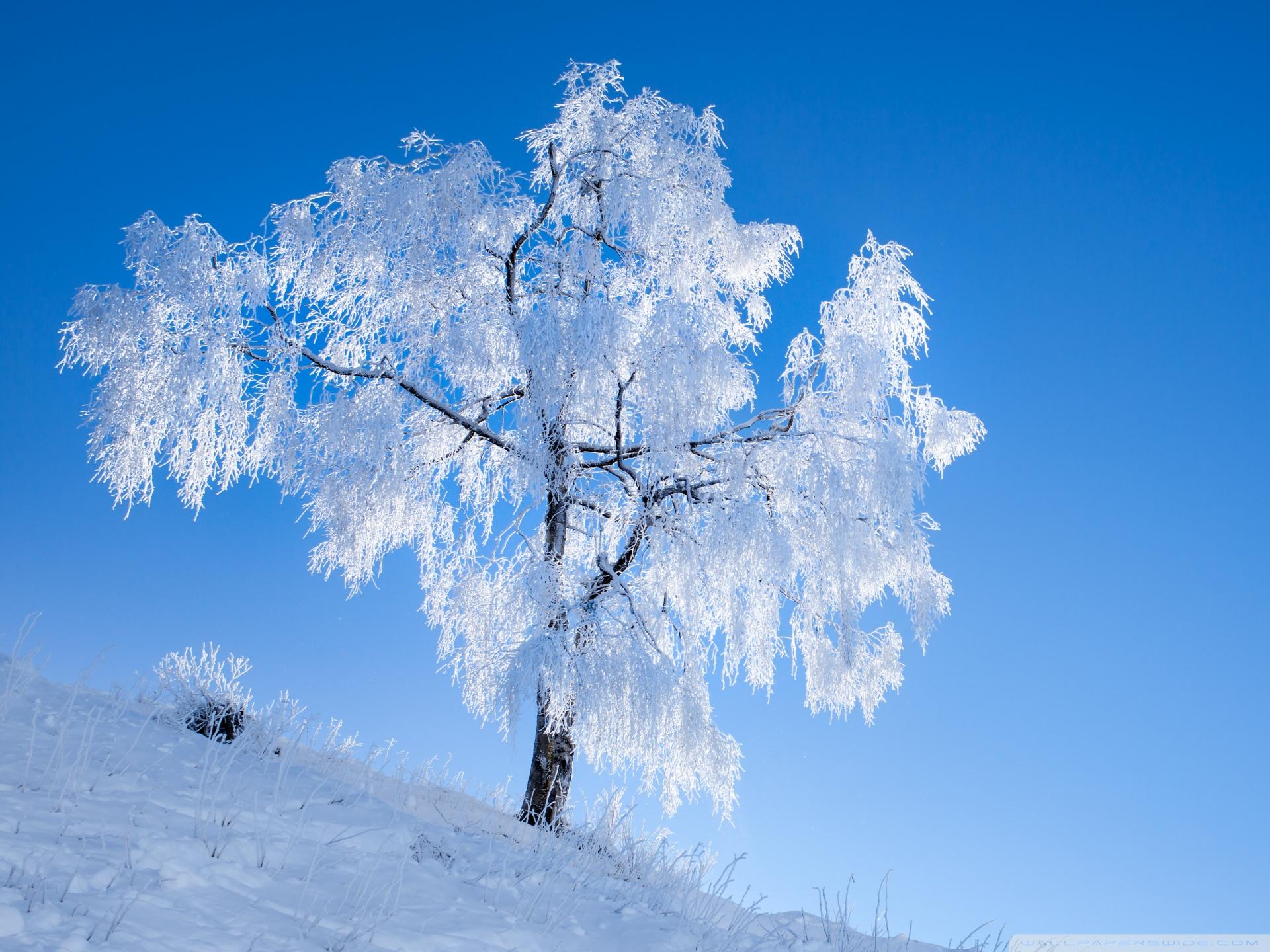 White Tree Snow Wallpapers Top Free White Tree Snow Backgrounds