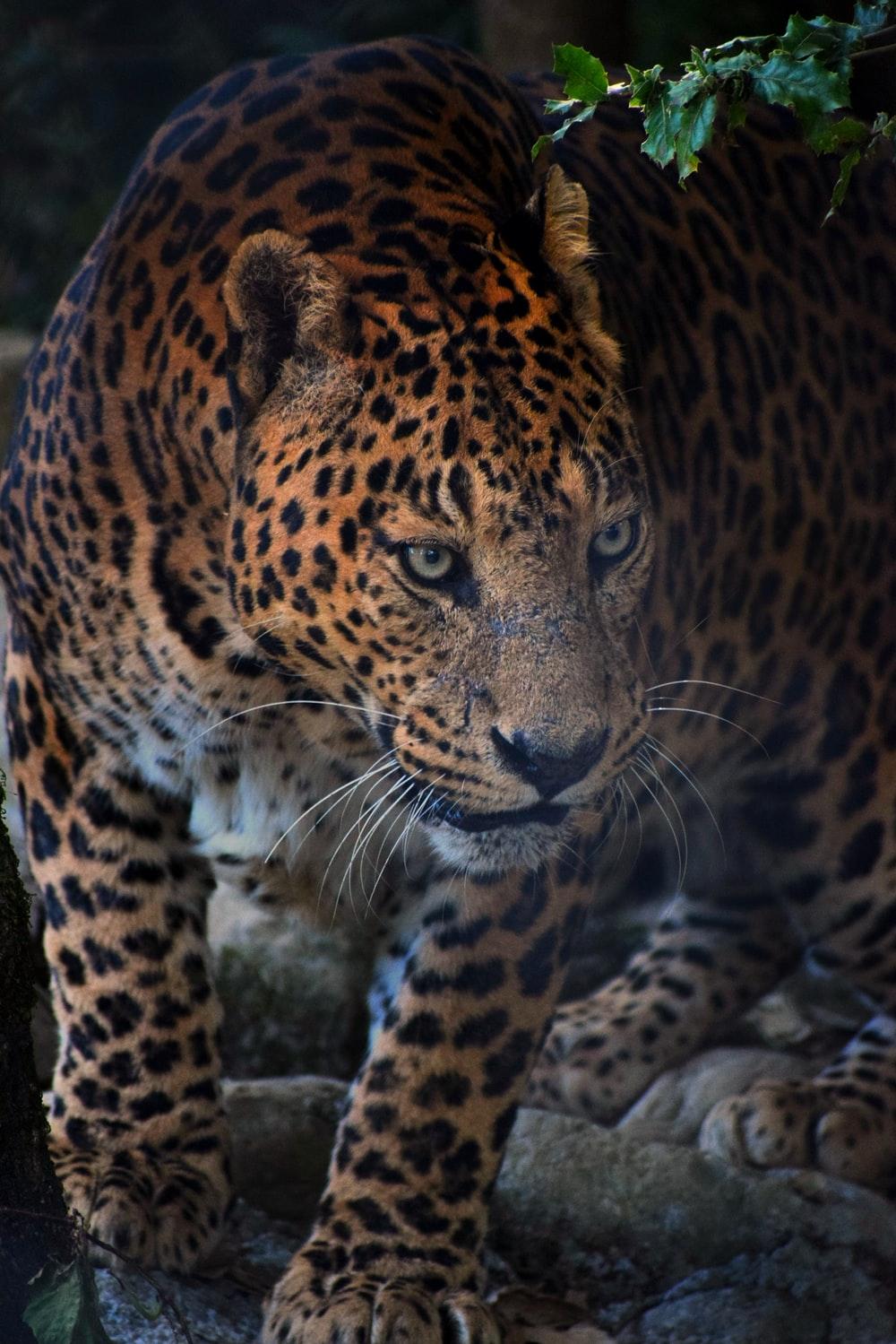 1000x1499 Jaguar Picture. Download Free Image
