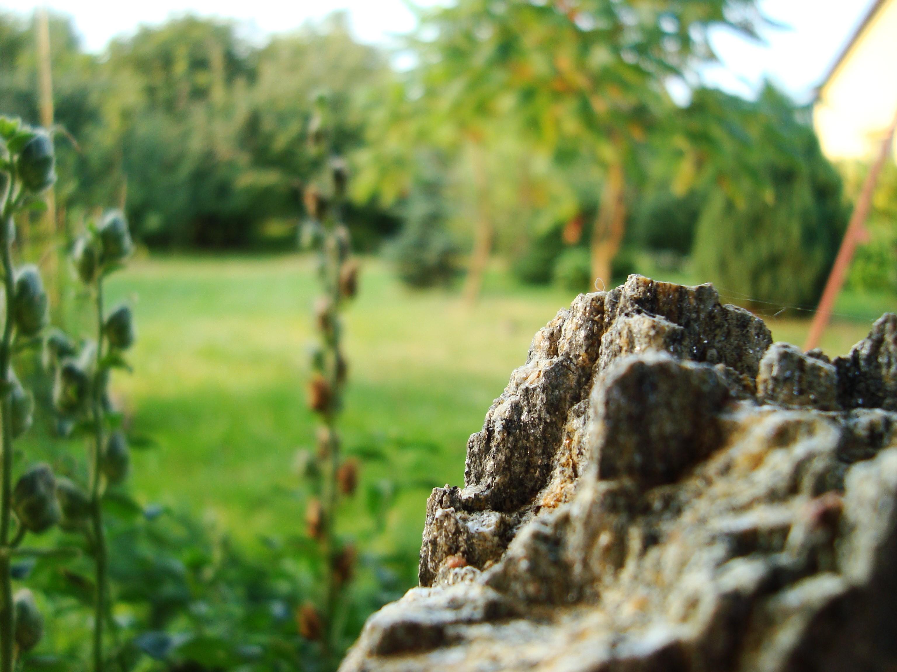 3072x2304 Plants Stone Garden Wallpaper:3072x2304
