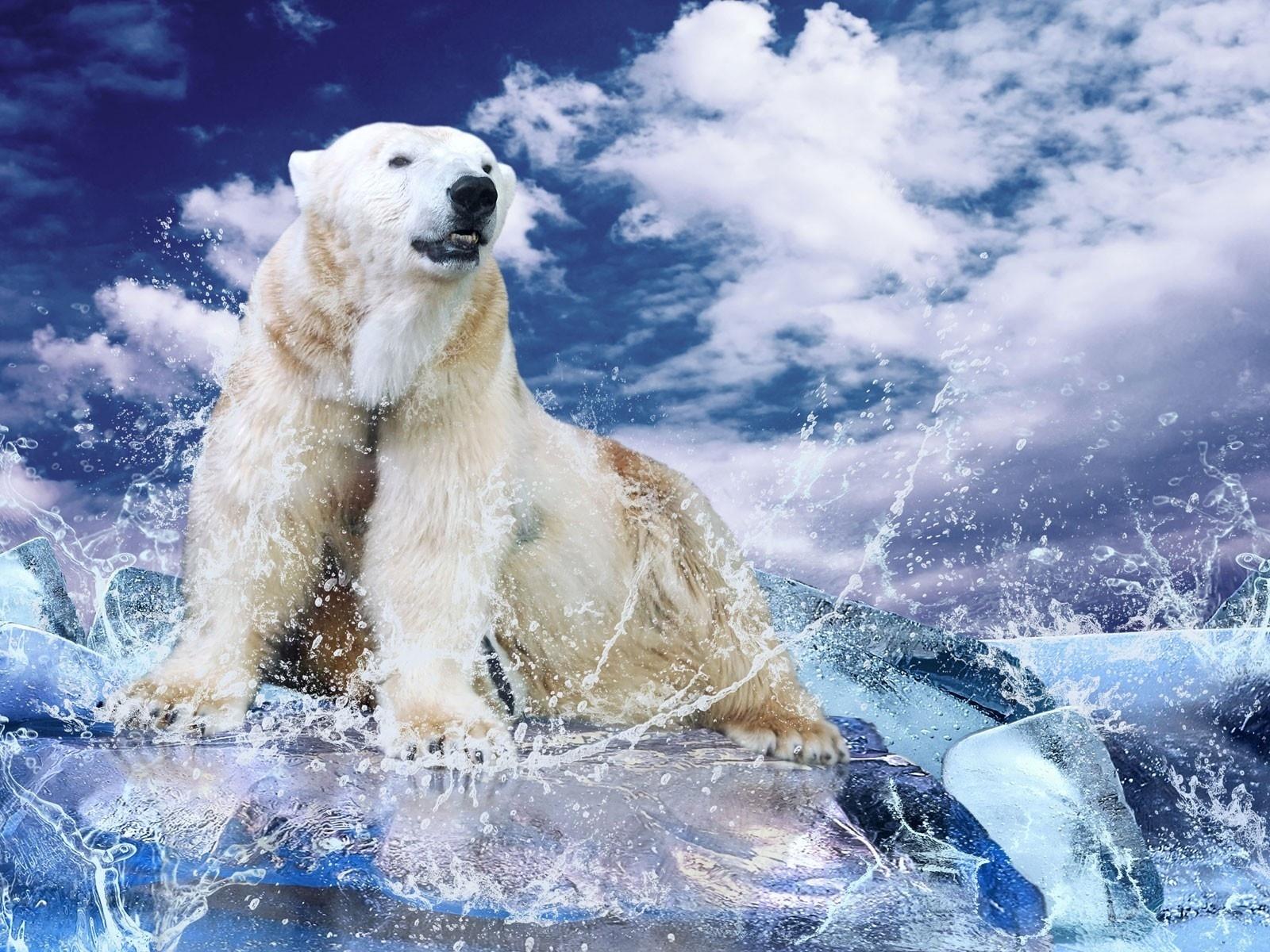 1600x1200 Free download Angry Polar Bear Wallpaper 9360 [1600x1200] for your Desktop, Mobile & Tablet. Explore Polar Bear Desktop Wallpaper. Baby Polar Bear Wallpaper, Christmas Polar Bear Wallpaper, HD Polar Bear Wallpaper