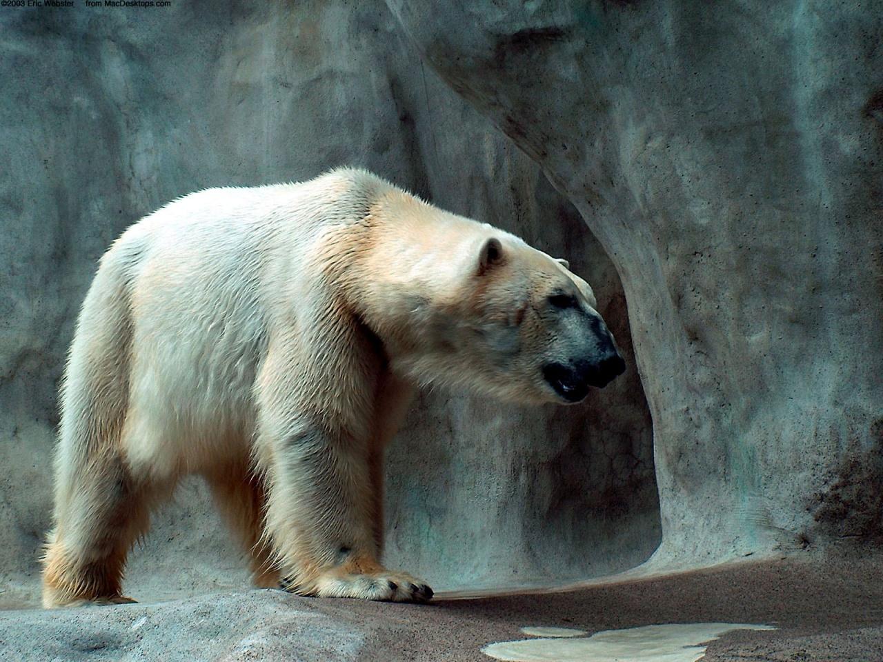 1280x960 Polar Bear Wallpaper in jpg format for free download