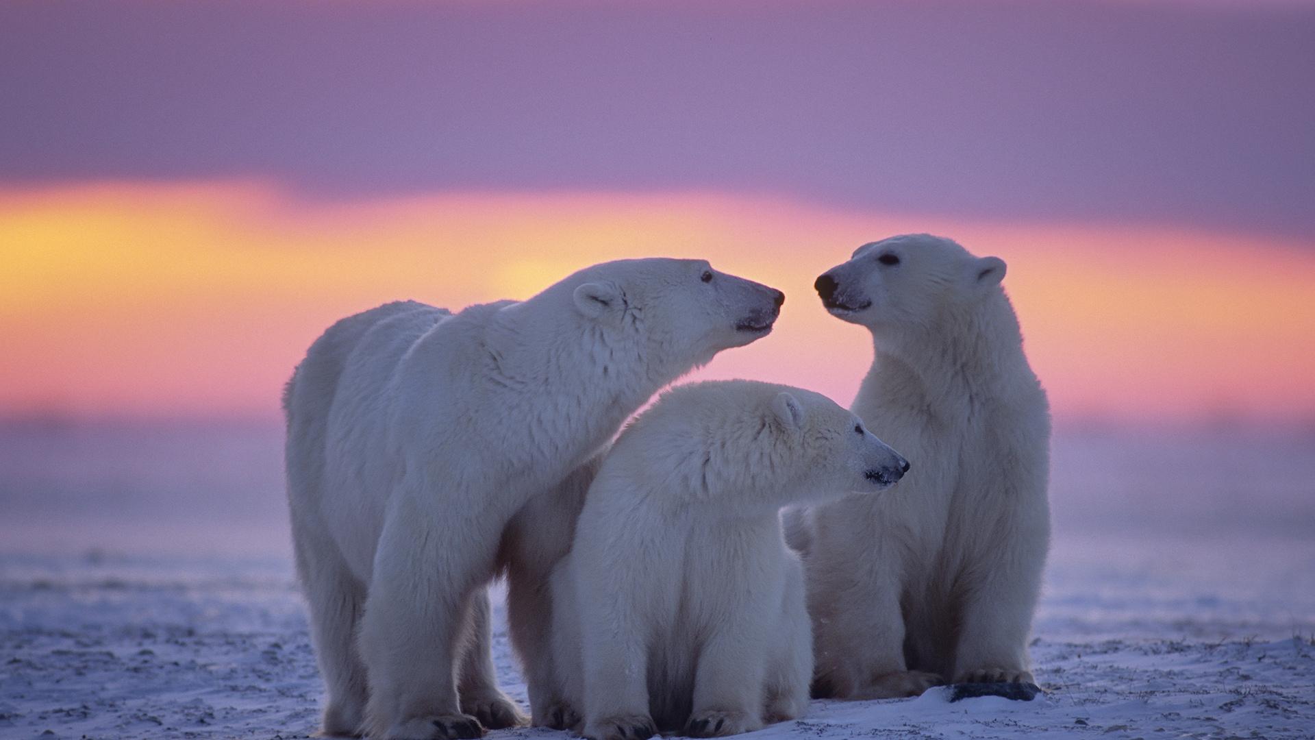 1920x1080 Polar Bear Family Laptop Full HD 1080P HD 4k Wallpaper, Image, Background, Photo and Picture