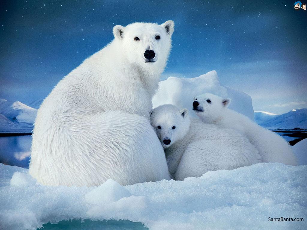 1024x768 Polar bears wallpaper