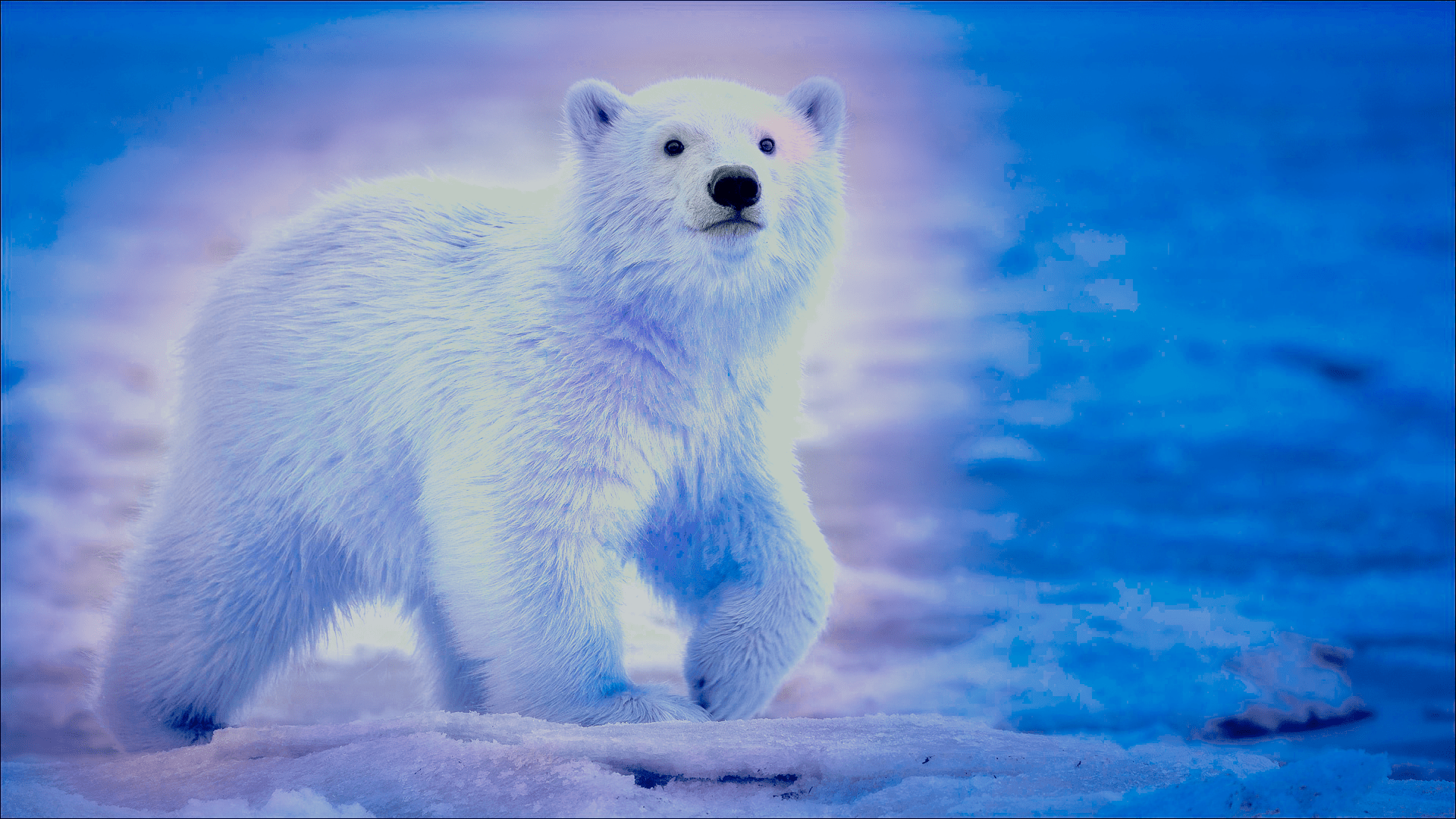 1920x1080 Polar Bear: wallpaper
