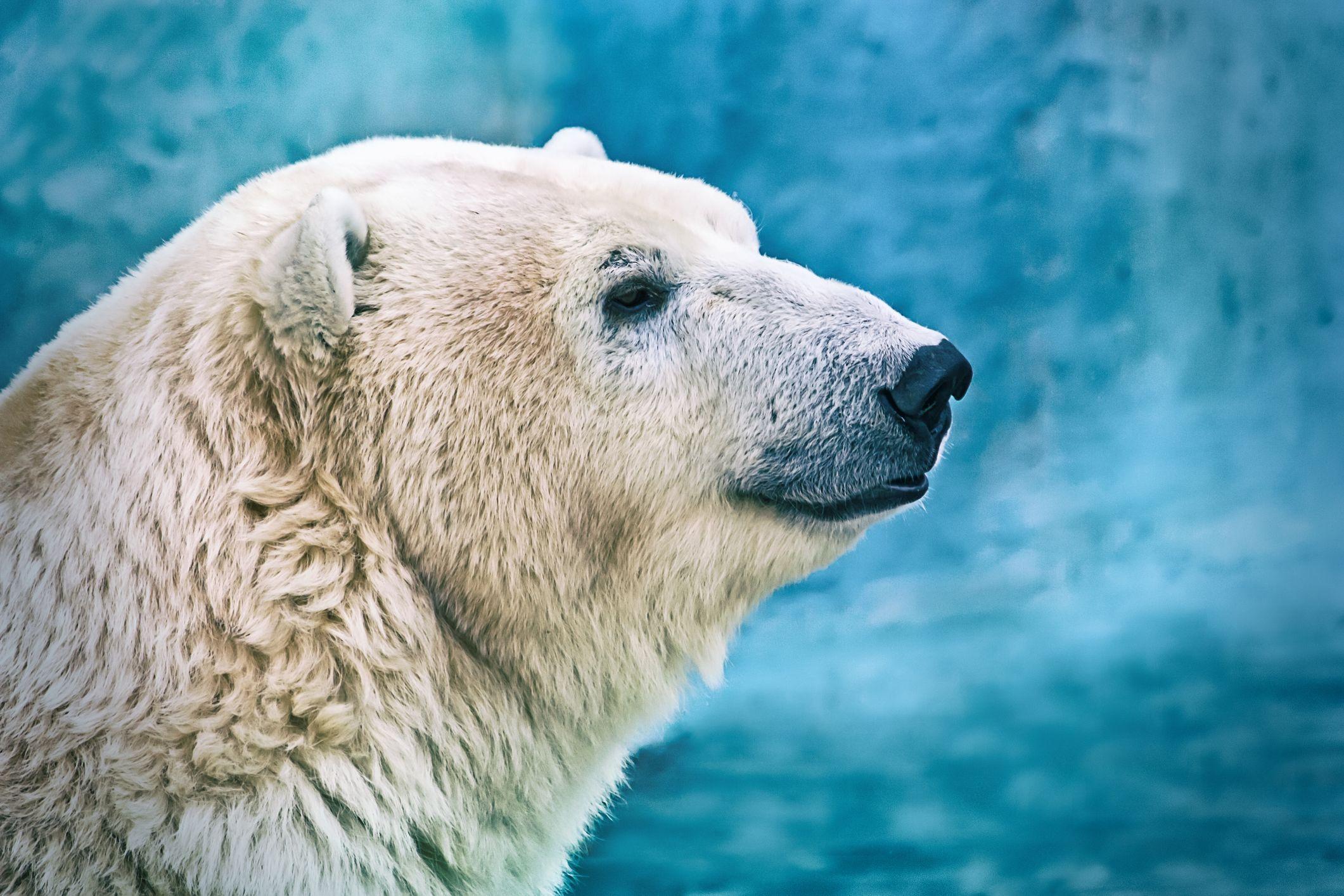 2121x1414 Amazing Facts About Polar Bears