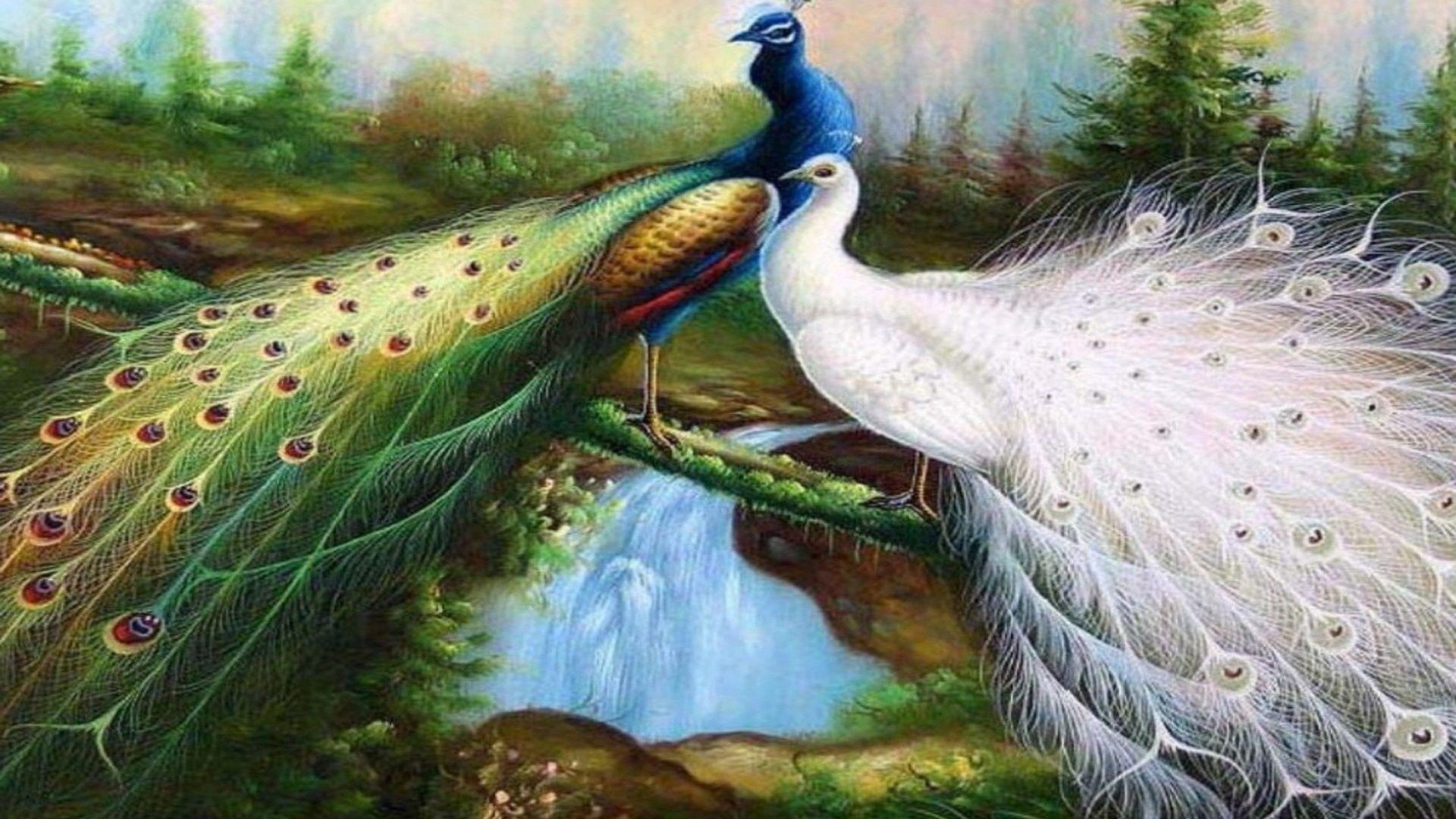 Beautiful Peacock Wallpapers - Top Free ...