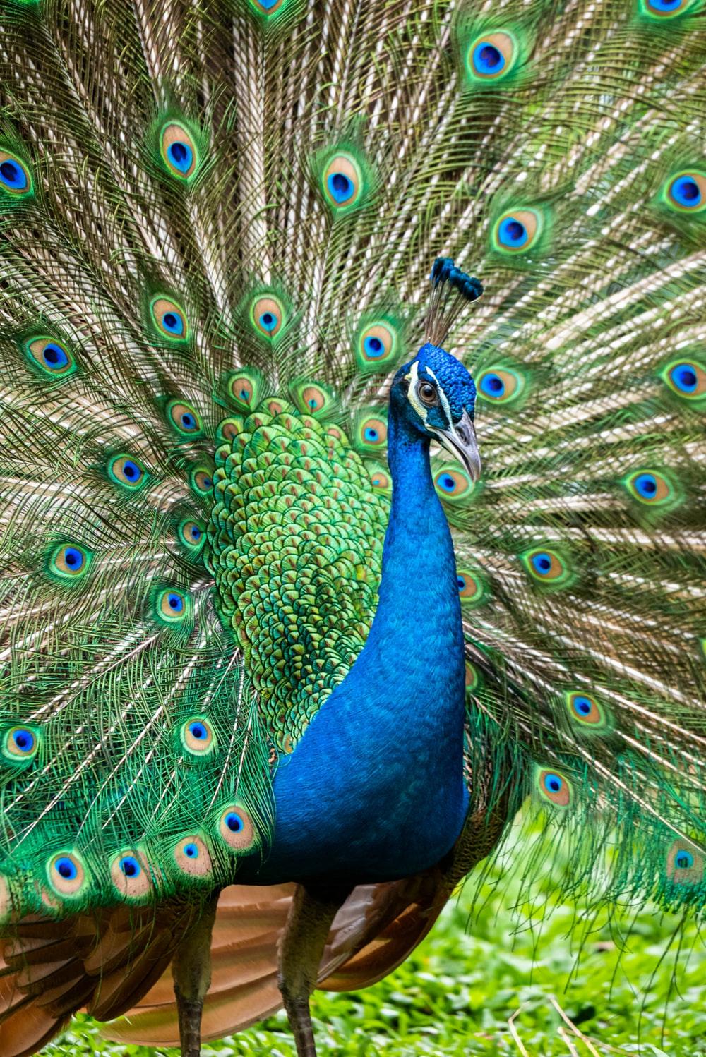 1000x1498 Peacock Picture [HD]. Download Free Image