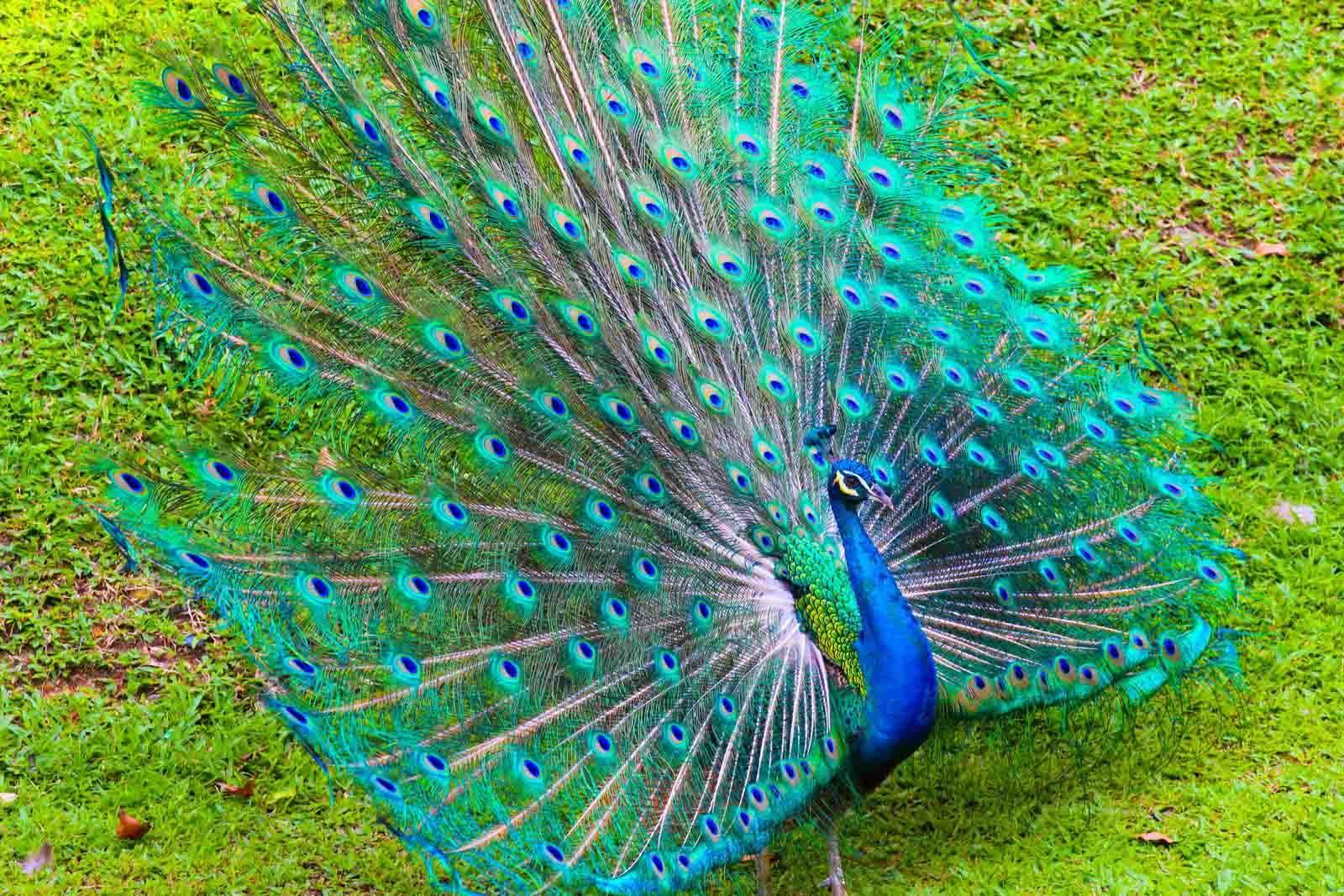 1600x1067 Peacock Image HD Download