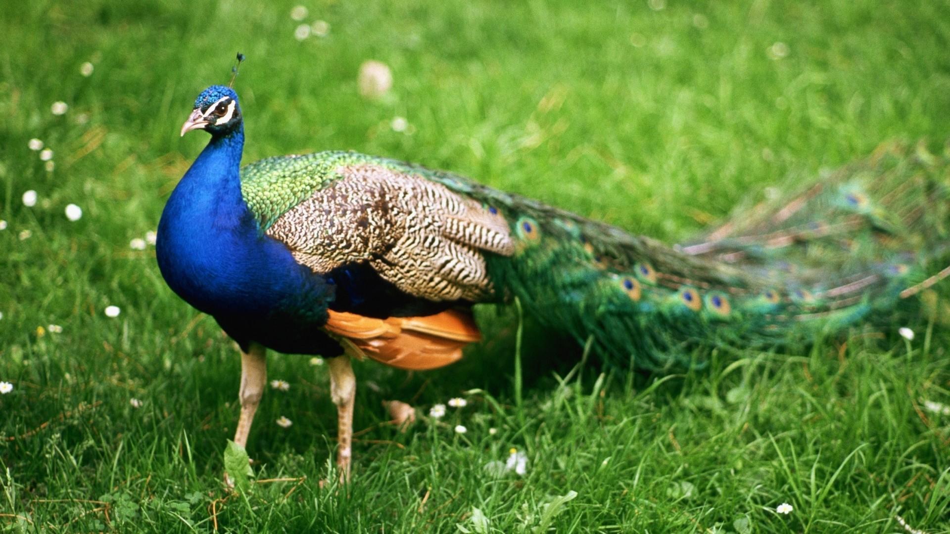 1920x1080 Beautiful Peacock Bird