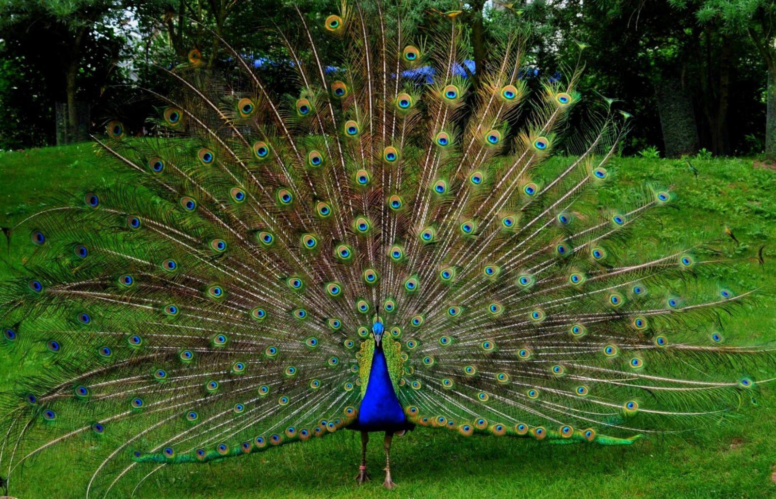 1600x1029 Top Most Beautiful And Dreamy Places Wallpaper In HD Mother. Peacock image, Animal wallpaper, Peacock