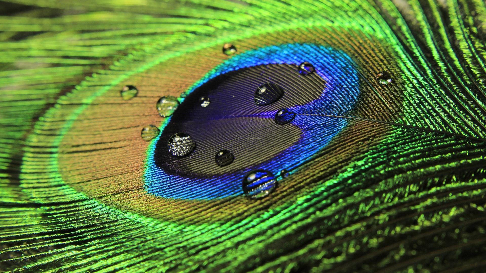1920x1080 Beautiful Peacock Wallpaper 27302 1920x1080px