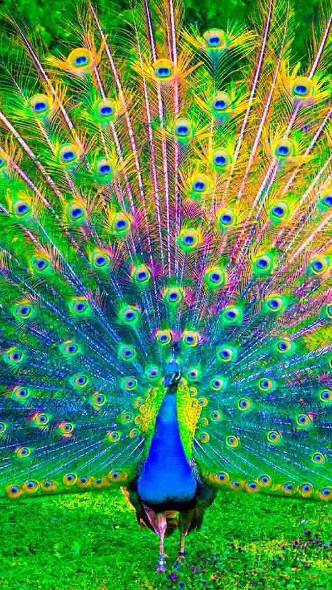 Beautiful Color Drawing Of A Peacock Background Colored Peacock Picture  Background Image And Wallpaper for Free Download