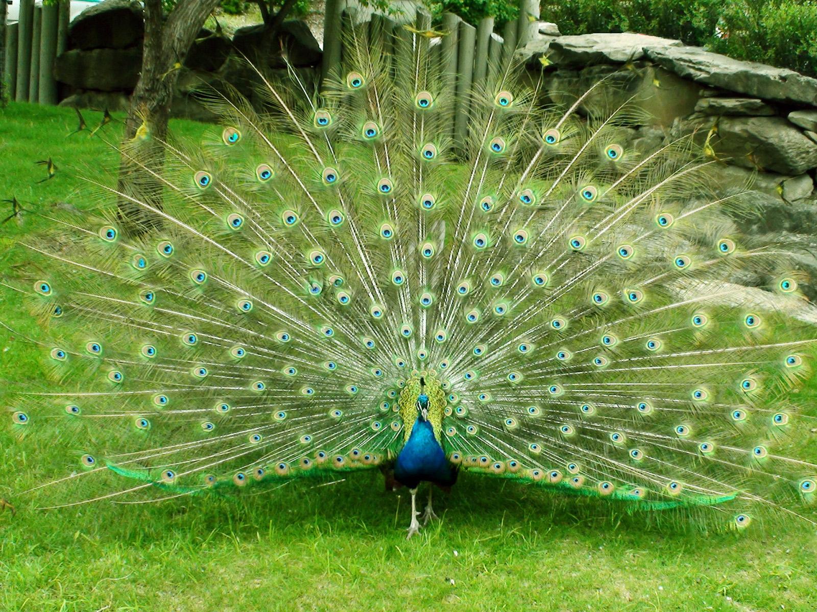 1600x1200 Beautiful Peacock Wallpaper