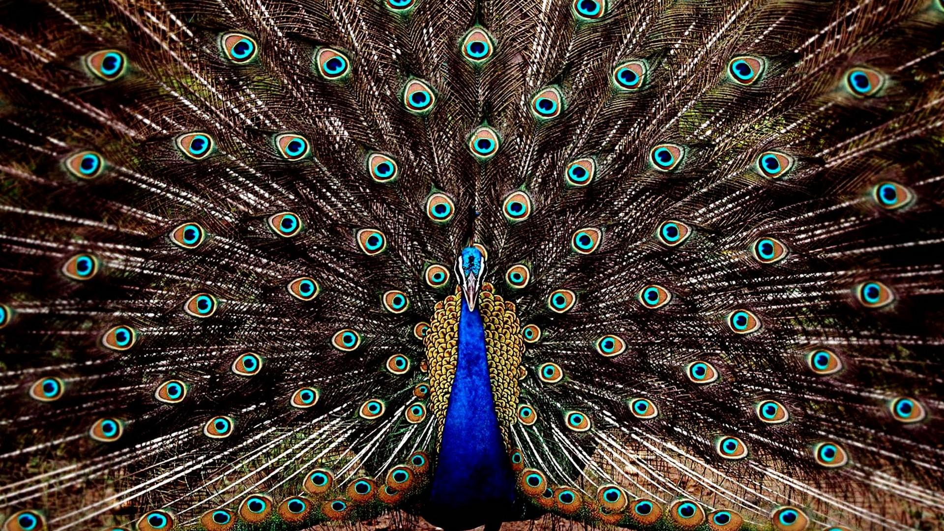 1920x1080 Beauty Peacock Wallpaper HD Cute Wallpaper