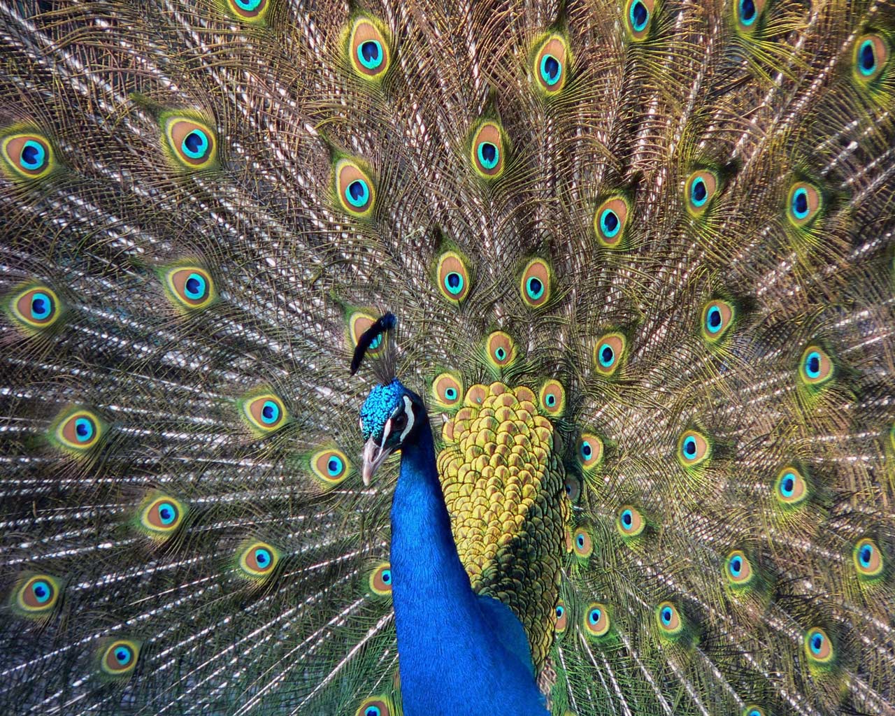 1280x1024 Beautiful peacock wallpaper. Beautiful peacock